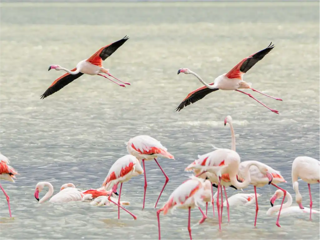 5 Days Tanzania Safari Tour Calving Season Ndutu