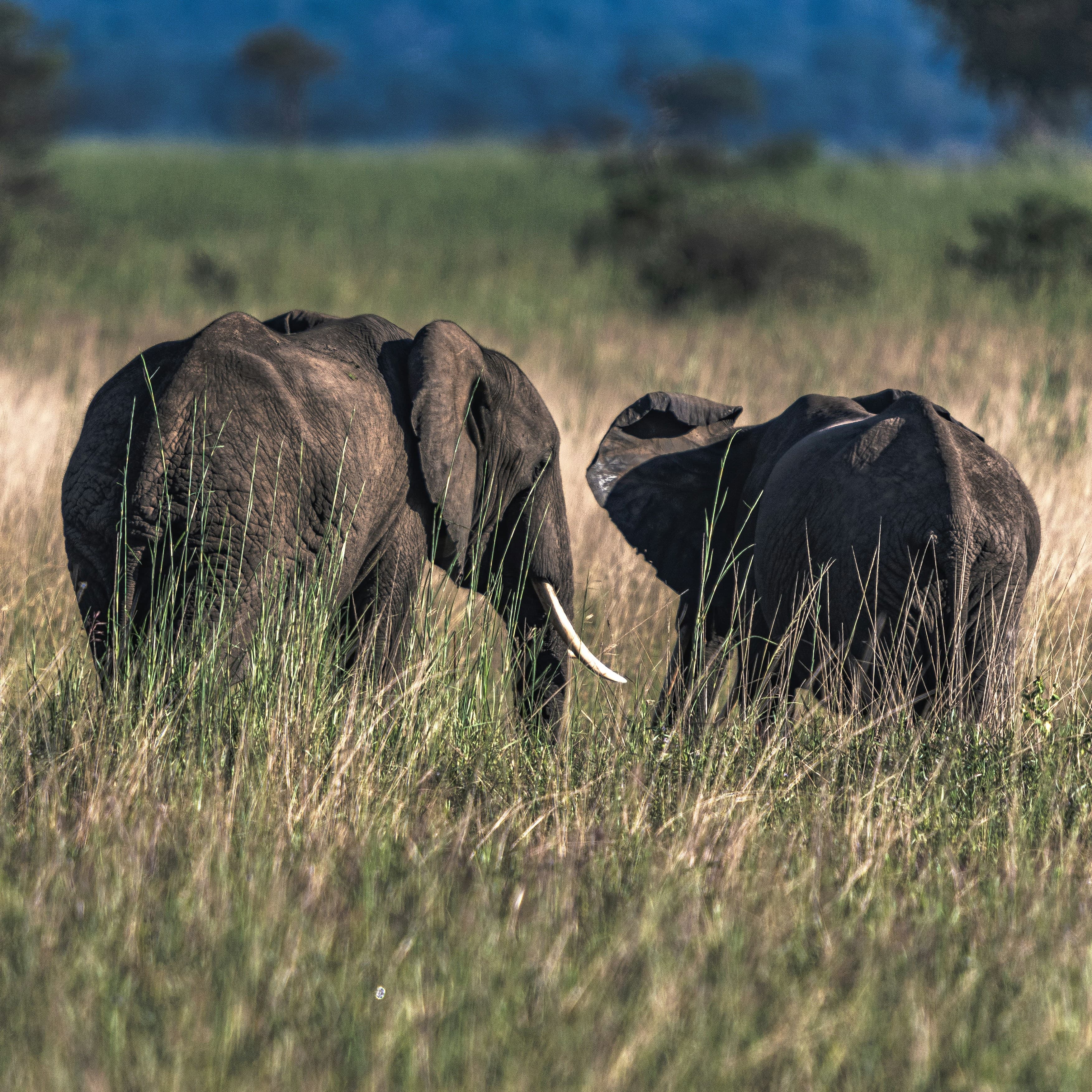 Day Trip to Tarangire National Park Group Joining Safari